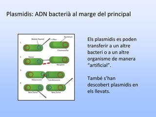 Plasmidis: ADN bacterià al marge del principal
Els plasmidis es poden
transferir a un altre
bacteri o a un altre
organisme de manera
“artificial”.
També s’han
descobert plasmidis en
els llevats.
 
