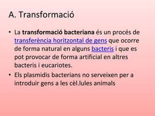 A. Transformació
• La transformació bacteriana és un procés de
transferència horitzontal de gens que ocorre
de forma natural en alguns bacteris i que es
pot provocar de forma artificial en altres
bacteris i eucariotes.
• Els plasmidis bacterians no serveixen per a
introduir gens a les cèl.lules animals
 