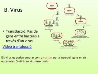 B. Virus
• Transducció: Pas de
gens entre bacteris a
través d’un virus
Vídeo transducció
Els virus es poden emprar com a vectors per a introduir gens en els
eucariotes. S’utilitxen virus inactivats.
 