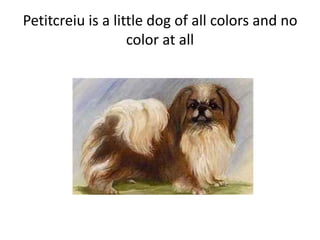 Petitcreiu is a little dog of all colors and no
color at all
 