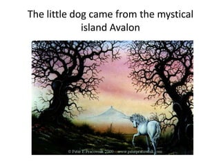 The little dog came from the mystical
island Avalon
 