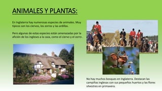 ANIMALES Y PLANTAS: 
En Inglaterra hay numerosas especies de animales. Muy 
típicos son los ciervos, los zorros y las ardillas. 
Pero algunas de estas especies están amenazadas por la 
afición de los ingleses a la caza, como el ciervo y el zorro . 
No hay muchos bosques en Inglaterra. Destacan las 
campiñas inglesas con sus pequeños huertos y las flores 
silvestres en primavera. 
 