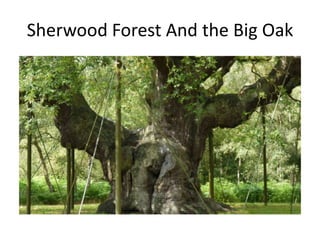 Sherwood Forest And the Big Oak
 
