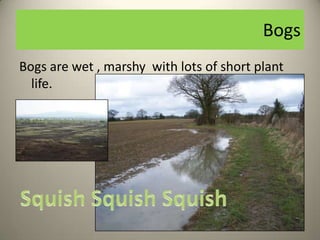 Bogs
Bogs are wet , marshy with lots of short plant
  life.
 
