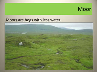 Moor
Moors are bogs with less water.
 