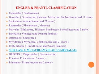 ENGLER & PRANTL CLASSIFICATION
 Pandanales ( Pandanaceae)
 Gerniales ( Geraniaceae, Rutaceae, Meliaceae, Euphorbiaceae and 17 more)
 Sapindales ( Anacardiaceae and 22 more )
 Rhamnales ( Rhamnaceae , Vitaceae)
 Malvales ( Malvaceae, Tiliaceae, Bombaceae, Sterculiaceae and 3 more )
 Parietales ( Violaceae and 30 more families)
 Opuntiales ( Cactaceae )
 Myrtiflorae ( Myrtaceae, Combretaceae and 21 more )
 Umbelliflorae ( Umbelliflorae and 2 more Families)
 SUBCLASS 2: METACHLAMYDEAE (SYMPRTALAE)
 ORDERS 1: Diapensiales ( Diapensiaceae)
 Ericales ( Ericaceae and 3 more )
 Primuales ( Primuliuaceae and 2 more )
 