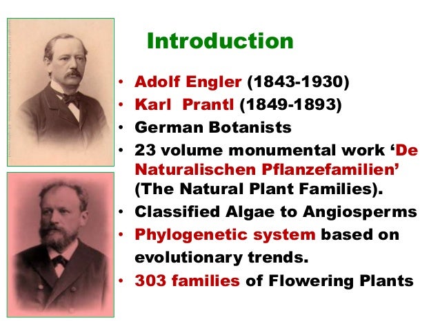 Engler & prantl system of classification