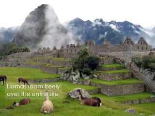 Llamas roam freely
over the entire site
 