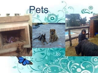 Pets 