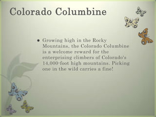 ColoradoColumbineGrowinghighintheRockyMountains, theColoradoColumbineisawelcomerewardfortheenterprisingclimbersofColorado's 14,000-foot highmountains. Pickingoneinthewildcarriesafine!