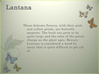 LantanaThesedelicateflowers, withtheirpinkandyellowpetals, arebutterflymagnets. Thebushcangrowtobequitelargeandthecolorofthepetalschangeastheplantages. Beware - Lantanaisconsideredaweedbymanythatisquitedifficulttogetridof.