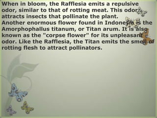 Wheninbloom, theRafflesiaemitsarepulsiveodor, similartothatofrottingmeat. Thisodorattractsinsectsthatpollinatetheplant.AnotherenormousflowerfoundinIndonesiaistheAmorphophallustitanum, orTitanarum. Itisalsoknownasthe "corpseflower" foritsunpleasantodor. LiketheRafflesia, theTitanemitsthesmellofrottingfleshtoattractpollinators. 