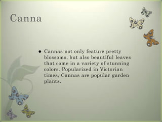 Canna Cannasnotonlyfeatureprettyblossoms, butalsobeautifulleavesthatcomeinavarietyofstunningcolors. PopularizedinVictoriantimes, Cannasarepopulargardenplants.