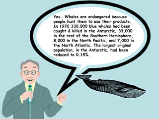 Yes… Whales are endangered because
people hunt them to use their products.
In 1970 330,000 blue whales had been
caught & killed in the Antarctic, 33,000
in the rest of the Southern Hemisphere,
8,200 in the North Pacific, and 7,000 in
the North Atlantic. The largest original
population, in the Antarctic, had been
reduced to 0.15%.
 