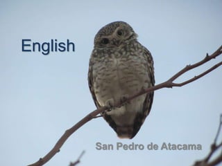 English
San Pedro de Atacama
 