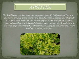 The Apsithia is located in mountainous places especially in Epirus and Thessaly.
The leaves are deep green, narrow and hav...