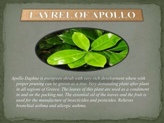 Greek Herbs, God's pharmacy | PPTX