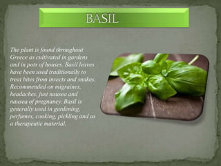 The plant is found throughout
Greece as cultivated in gardens
and in pots of houses. Basil leaves
have been used tradition...