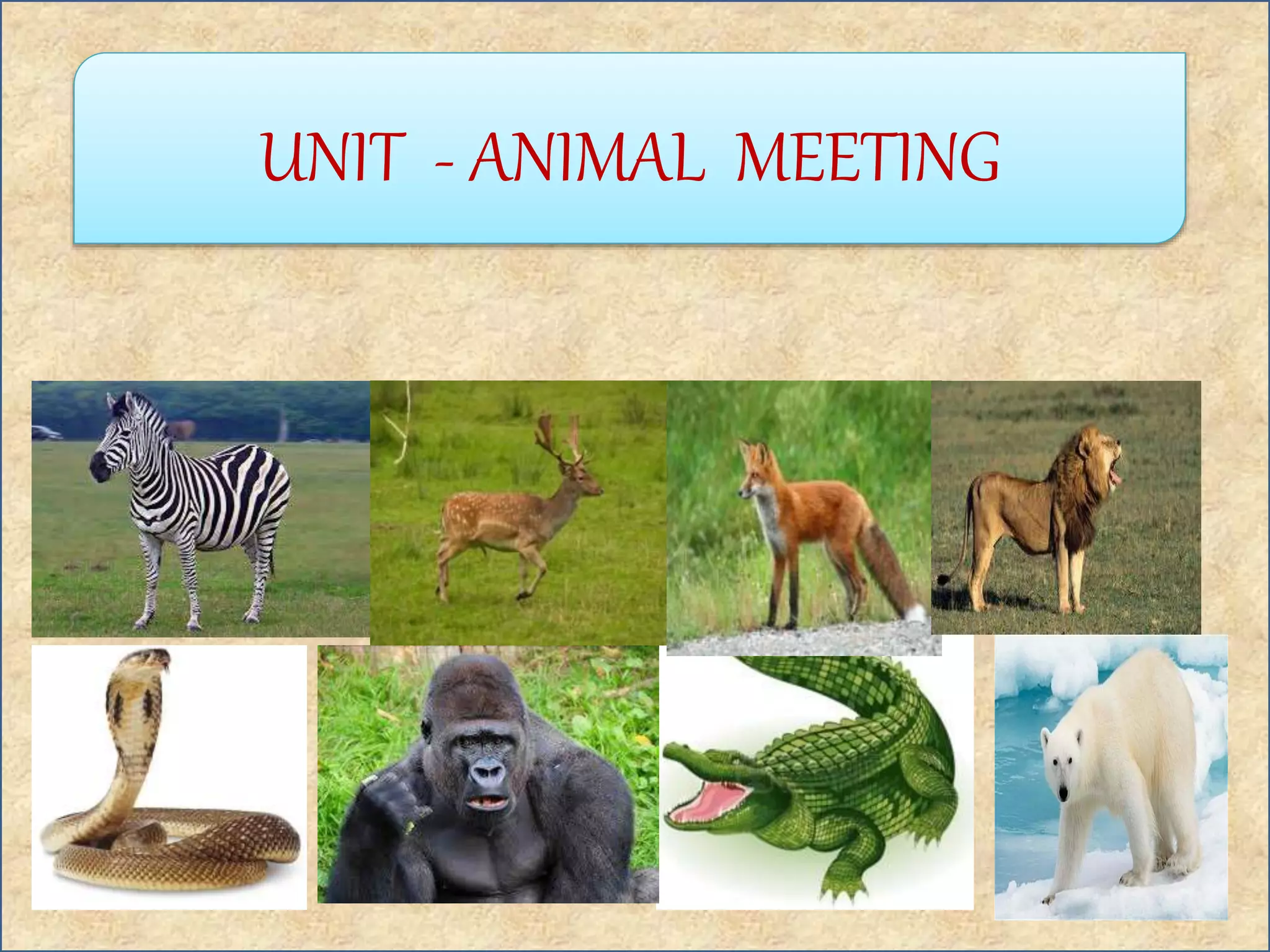 ANIMAL MEETING CLASS III