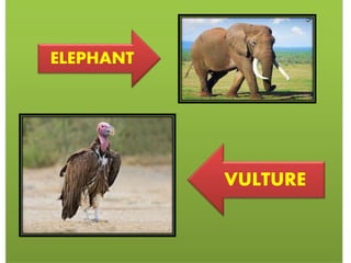 ELEPHANT
VULTURE