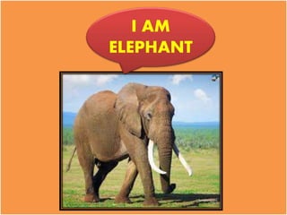 I AM
ELEPHANT
 