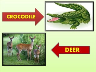 CROCODILE
DEER
 