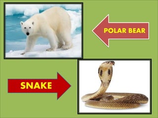 POLAR BEAR
SNAKE
 