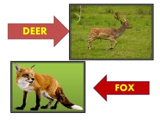 DEER
FOX
 