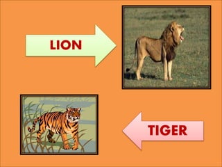 LION
TIGER
 