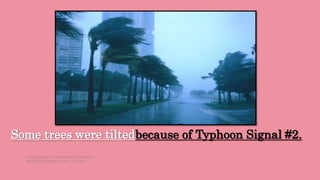 Some trees were tiltedbecause of Typhoon Signal #2.
HEIZEL JADE A. MENDOZA, TEACHER 1
MARAHAN ELEMENTARY SCHOOL
 