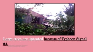Large trees are uprooted because of Typhoon Signal
#4.HEIZEL JADE A. MENDOZA, TEACHER 1
MARAHAN ELEMENTARY SCHOOL
 