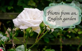 Photos from an
English garden	

 
