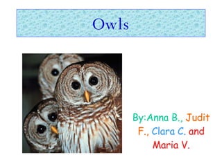 Owls By:Anna B.,   Judit F.,   Clara C.   and Maria V. 