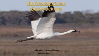 The Whooping Crane
(Grus Americana)
A Canadian Endangered Species
By Conner Born
 