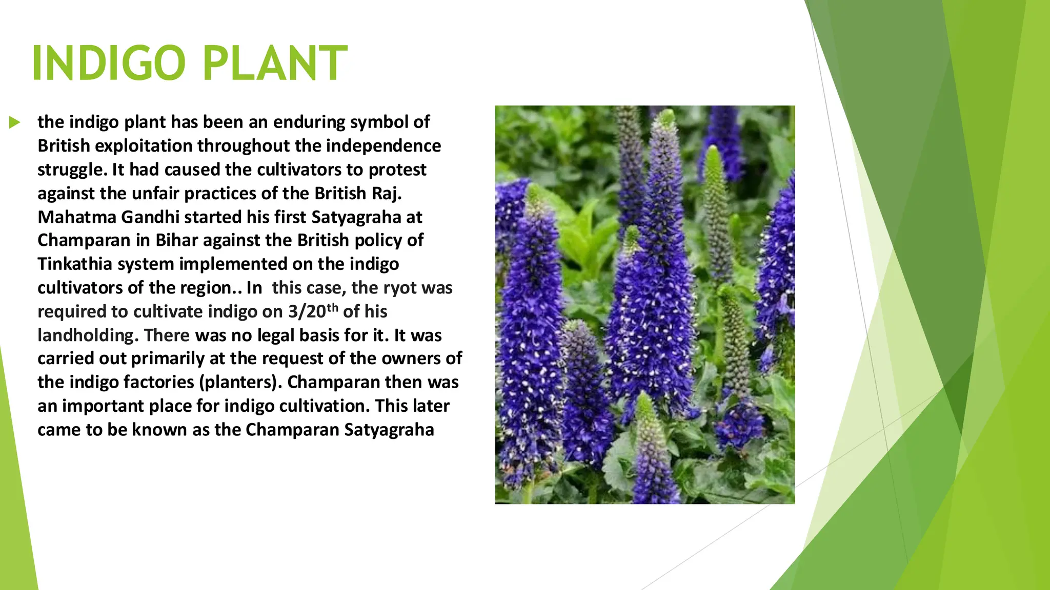 INDIGO PLANT
 the indigo plant has been an enduring symbol of
British exploitation throughout the independence
struggle. It had caused the cultivators to protest
against the unfair practices of the British Raj.
Mahatma Gandhi started his first Satyagraha at
Champaran in Bihar against the British policy of
Tinkathia system implemented on the indigo
cultivators of the region.. In this case, the ryot was
required to cultivate indigo on 3/20th of his
landholding. There was no legal basis for it. It was
carried out primarily at the request of the owners of
the indigo factories (planters). Champaran then was
an important place for indigo cultivation. This later
came to be known as the Champaran Satyagraha
 