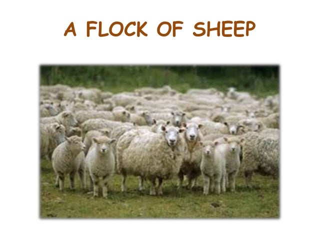 Collective Nouns