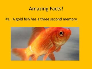 Amazing Facts!
#1. A gold fish has a three second memory.
 