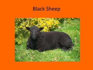 Black Sheep
 