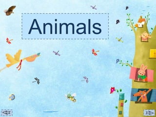 Animals
 