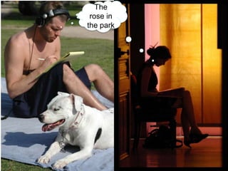 The rose in the parkA rose