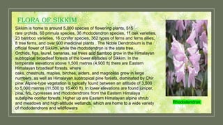 FLORA OF SIKKIM
Sikkim is home to around 5,000 species of flowering plants, 515
rare orchids, 60 primula species, 36 rhododendron species, 11 oak varieties,
23 bamboo varieties, 16 conifer species, 362 types of ferns and ferns allies,
8 tree ferns, and over 900 medicinal plants . The Noble Dendrobium is the
official flower of Sikkim, while the rhododendron is the state tree.
Orchids, figs, laurel, bananas, sal trees and bamboo grow in the Himalayan
subtropical broadleaf forests of the lower altitudes of Sikkim. In the
temperate elevations above 1,500 metres (4,900 ft) there are Eastern
Himalayan broadleaf forests, where
oaks, chestnuts, maples, birches, alders, and magnolias grow in large
numbers, as well as Himalayan subtropical pine forests, dominated by Chir
pine. Alpine-type vegetation is typically found between an altitude of 3,500
to 5,000 metres (11,500 to 16,400 ft). In lower elevations are found juniper,
pine, firs, cypresses and rhododendrons from the Eastern Himalaya
subalpine conifer forests. Higher up are Eastern Himalayan alpine shrub
and meadows and high-altitude wetlands, which are home to a wide variety
of rhododendrons and wildflowers
Rhododendron
 