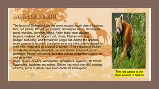 FAUNA OF SIKKIM
The fauna of Sikkim include the snow leopard, musk deer, Himalaya
tahr, red panda, Himalayan marmot, Himalayan serow, Himalayan
goral, muntjac, common langur, Asian black bear, clouded
leopard,marbled cat, leopard cat, dhole, Tibetan wolf, hog
badger, binturong, and Himalayan jungle cat. Among the animals
more commonly found in the alpine zone are yaks, mainly reared for
their milk, meat, and as a beast of burden . The avifauna of Sikkim
include the impeyan pheasant, crimson horned pheasant, snow
partridge, Tibetan snowcock, bearded vulture and griffon vulture, as
well as golden
eagle, quails, plovers, woodcocks, sandpipers, pigeons, Old World
flycatchers, babblers and robins. Sikkim has more than 550 species
of birds, some of which have been declared endangered
The red panda is the
state animal of Sikkim.
 