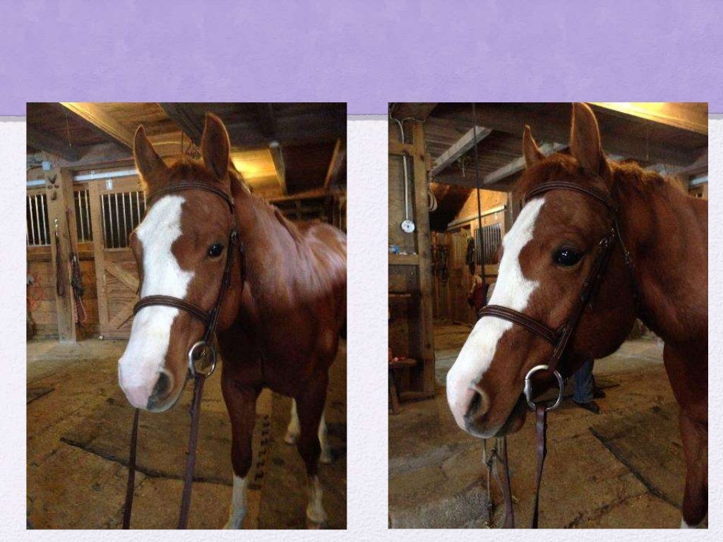 How To Put An English Bridle On A Horse