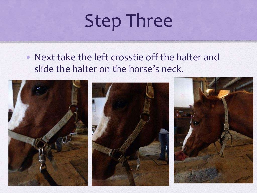 How To Put An English Bridle On A Horse