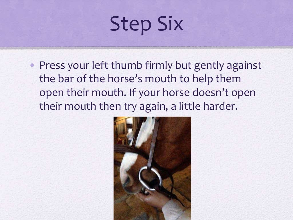 How To Put An English Bridle On A Horse
