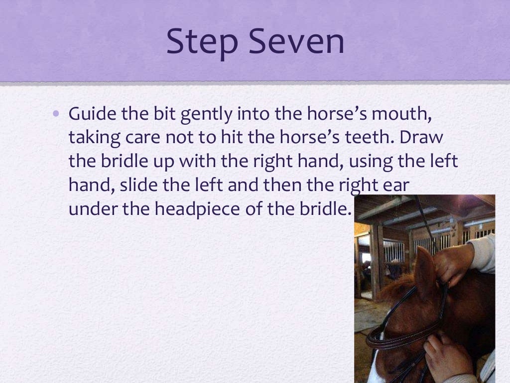 How To Put An English Bridle On A Horse