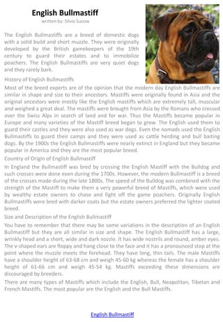 English Bullmastiff
               written by: Silvio Sucow

The English Bullmastiffs are a breed of domestic dogs
with a solid build and short muzzle. They were originally
developed by the British gamekeepers of the 19th
century to guard their estates and to immobilize
poachers. The English Bullmastiffs are very quiet dogs
and they rarely bark.
History of English Bullmastiffs
Most of the breed experts are of the opinion that the modern day English Bullmastiffs are
similar in shape and size to their ancestors. Mastiffs were originally found in Asia and the
original ancestors were mostly like the English mastiffs which are extremely tall, muscular
and weighed a great deal. The mastiffs were brought from Asia by the Romans who crossed
over the Swiss Alps in search of land and for war. Thus the Mastiffs became popular in
Europe and many varieties of the Mastiff breed began to grow. The English used them to
guard their castles and they were also used as war dogs. Even the nomads used the English
Bullmastiffs to guard their camps and they were used as cattle herding and bull baiting
dogs. By the 1900s the English Bullmastiffs were nearly extinct in England but they became
popular in America and they are the most popular breed.
Country of Origin of English Bullmastiff
In England the Bullmastiff was bred by crossing the English Mastiff with the Bulldog and
such crosses were done even during the 1700s. However, the modern Bullmastiff is a breed
of the crosses made during the late 1800s. The speed of the Bulldog was combined with the
strength of the Mastiff to make them a very powerful breed of Mastiffs, which were used
by wealthy estate owners to chase and fight off the game poachers. Originally English
Bullmastiffs were bred with darker coats but the estate owners preferred the lighter coated
breed.
Size and Description of the English Bullmastiff
You have to remember that there may be some variations in the description of an English
Bullmastiff but they are all similar in size and shape. The English Bullmastiff has a large,
wrinkly head and a short, wide and dark nozzle. It has wide nostrils and round, amber eyes.
The v-shaped ears are floppy and hang close to the face and it has a pronounced stop at the
point where the muzzle meets the forehead. They have long, thin tails. The male Mastiffs
have a shoulder height of 63-68 cm and weigh 45-60 kg whereas the female has a shoulder
height of 61-66 cm and weigh 45-54 kg. Mastiffs exceeding these dimensions are
discouraged by breeders.
There are many types of Mastiffs which include the English, Bull, Neapolitan, Tibetan and
French Mastiffs. The most popular are the English and the Bull Mastiffs.



                                          English Bullmastiff
 