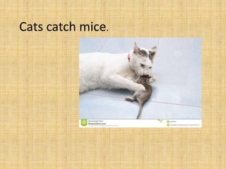 Cats catch mice.
 
