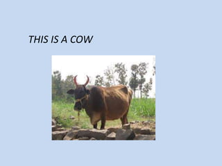 THIS IS A COW
 