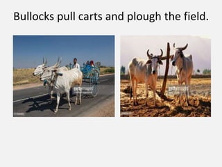 Bullocks pull carts and plough the field.
 